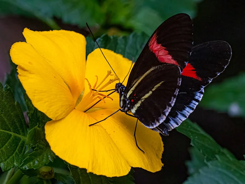 butterfly macro shot