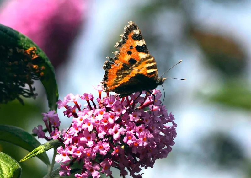 Tortoiseshell Butterfly