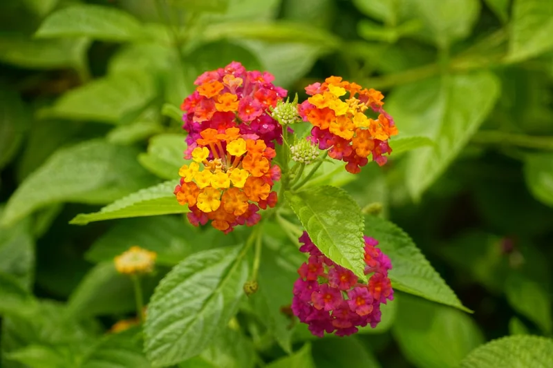a bunch of flowers that are in the grass